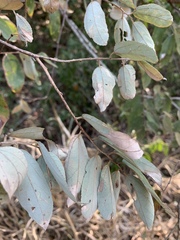 Grewia bicolor bicolor