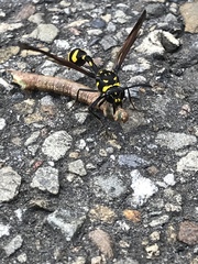 Phimenes flavopictus formosanus