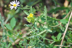 Rorippa sinuata
