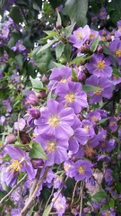 Robinsonella cordata