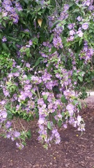 Robinsonella cordata