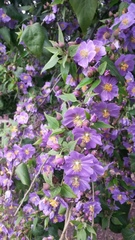 Robinsonella cordata