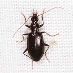Platynini