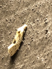 Aethes angustana