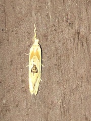 Aethes angustana