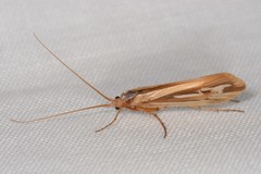 Limnephilus ornatus