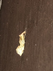 Aethes angustana