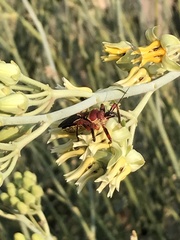 Apiomerus flaviventris