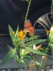 Danaus plexippus