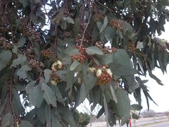 Eucalyptus rudis