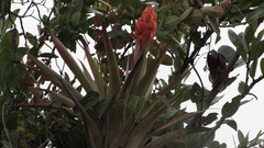 Tillandsia turneri