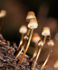 Mycena mamaku
