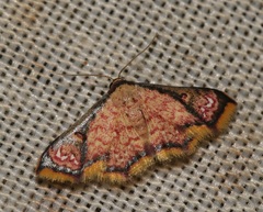 Enispa elataria