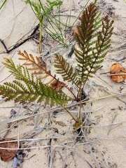 Tanacetum bipinnatum
