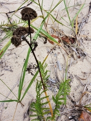 Tanacetum bipinnatum