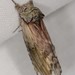 Red-washed Prominent - Photo (c) Jason M Crockwell, some rights reserved (CC BY-NC-ND), uploaded by Jason M Crockwell