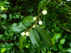 Aphloia theiformis