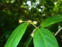 Aphloia theiformis