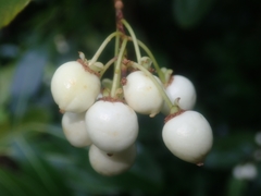 Aphloia theiformis