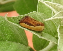 Ponometia exigua
