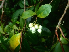 Aphloia theiformis