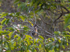 Lanius schach schach