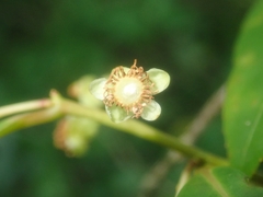 Aphloia theiformis