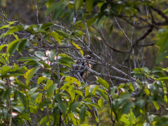 Lanius schach schach