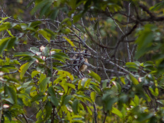 Lanius schach schach