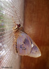 Carystoides abrahami