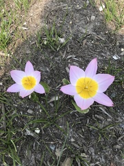 Tulipa saxatilis