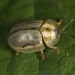 Horsemint Tortoise-Beetle - Photo (c) Dan L. Johnson, some rights reserved (CC BY-NC), uploaded by Dan L. Johnson