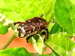 Euphoria leucographa