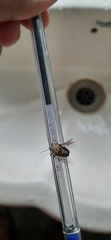 Eocanthecona furcellata