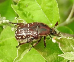 Euphoria leucographa