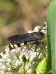 Dielis plumipes