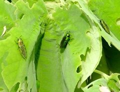 Agaeocera