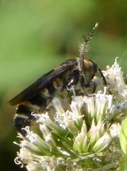Dielis plumipes