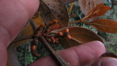 Dendrophthora avenia