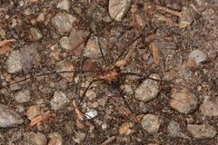 Leiobunum calcar
