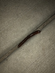 Narceus americanus