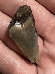 Carcharodon