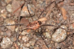 Leiobunum calcar