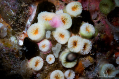 Cladopsammia eguchii