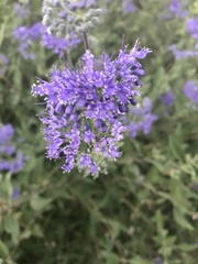 Caryopteris × clandonensis