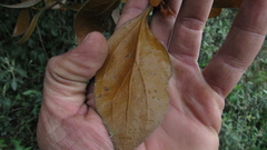 Dendrophthora avenia