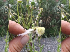 Erechtites hieraciifolius