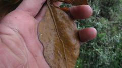 Dendrophthora avenia