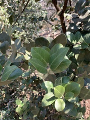 Acokanthera rotundata