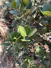 Acokanthera rotundata